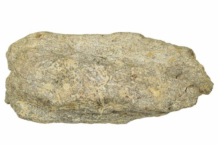 Dinosaur (Triceratops) Frill Shield Section - Montana #330185